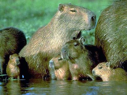 capybaras en el rio